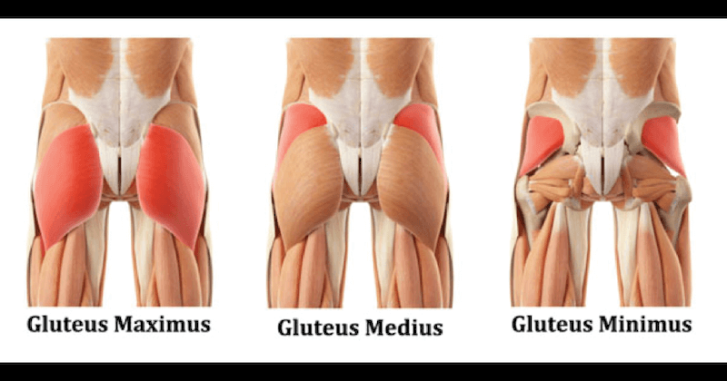 The Glutes - A Booty-Full Muscle